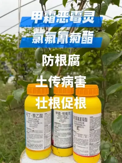 �ְ�������������������ٸ�׳�����#�ְ���� #������ #�������� #�ٸ�׳�� #�����ݪֲ����