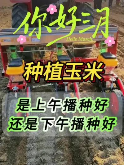 ���������粥�ֺ��վ����粥�ֺ�#����ݪֲ#ũҵݪֲ#����Ҷ���#���׸߲�����