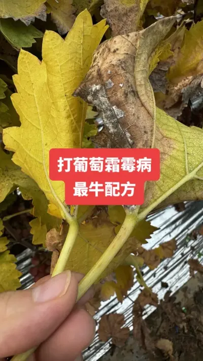 ������˪ù����ţ�䷽#����˪ù��#����ݪֲ#���Ѳ���