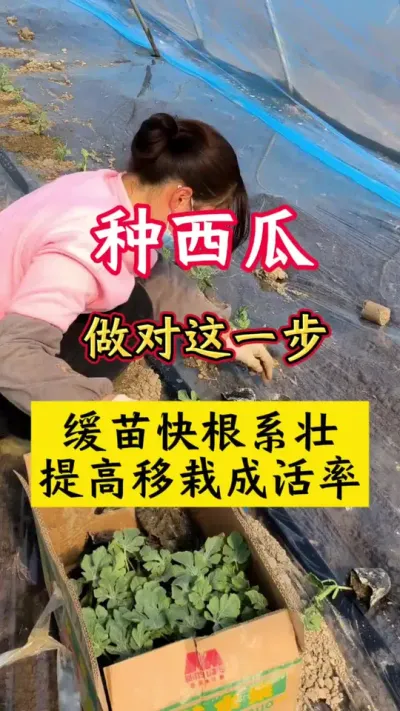 #������#����ݪֲ#����ݪֲ���� #���� #������