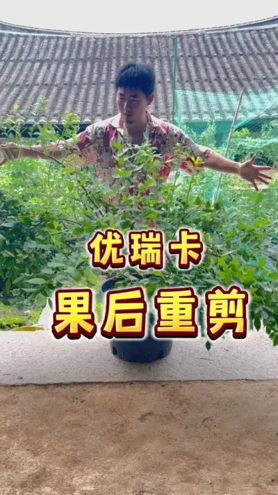 果后修剪，优瑞卡果后重剪。越晚、长势越不旺盛的树下手越轻哦！越迟剪的越轻哦。#盆栽蓝莓 #蓝莓修剪 #优瑞卡 #大数据把我推给爱吃蓝莓的人 #内容启发搜索