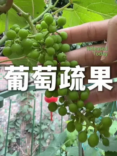 你们葡萄疏果了吗？葡萄如何疏果，葡萄为什么要疏果。#葡萄疏果 #盆栽寒香蜜