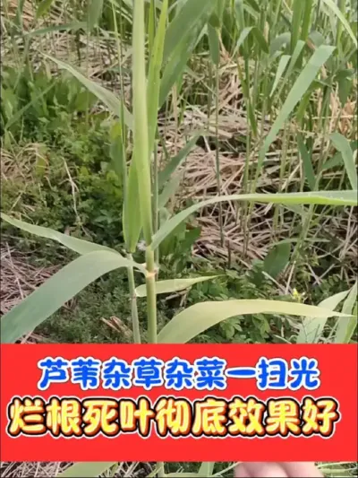 芦苇茅草杂草杂菜烂根死叶就用好农手 烂根型除草剂好农手组合，除草烂根不反弹，下茬安全放心种#除草 #除草剂配方 #除草剂 #农资肥料 #农资经销