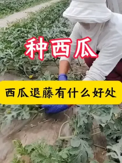 #西瓜种植  #西瓜种植技术 #西瓜管理    #西瓜