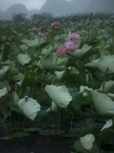 �λ�������