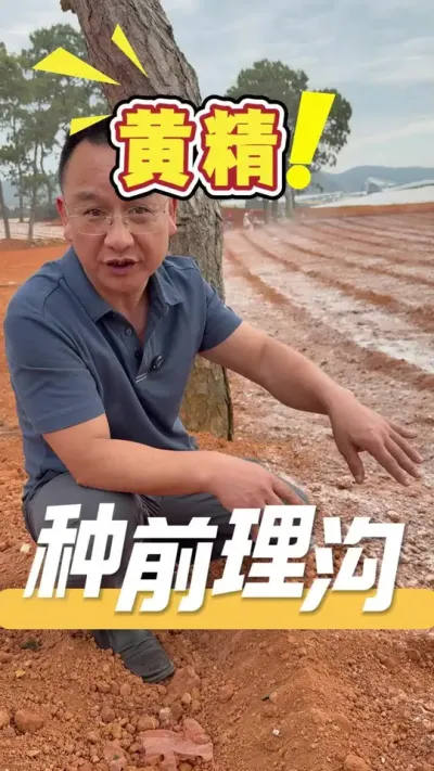 种植黄精要成功，栽前理沟施肥同样重要。欢迎评论区交流技术问题。#黄精#三农#农业技术推广#农业法哥