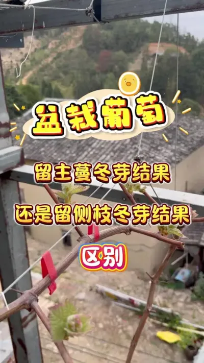 �������ѵ�һ������������ѿЧ��������֦��ѿЧ��������#��������#¥����԰ #���� #��ͥݪֲ