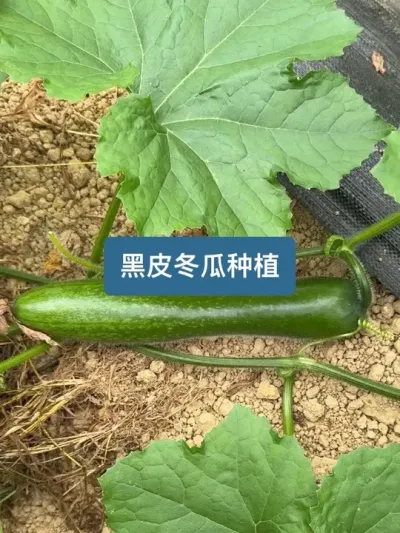 ��ʱ128���������ӵ��ջ�����Ƥ�󶬹ϵ�ݪֲȫ���� #ݪֲС���� #��ũ������ #��������� #����