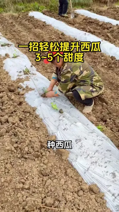 西瓜增甜新选择 #西瓜种植 #西瓜高产 #西瓜增甜#西瓜种植技术#西瓜管理