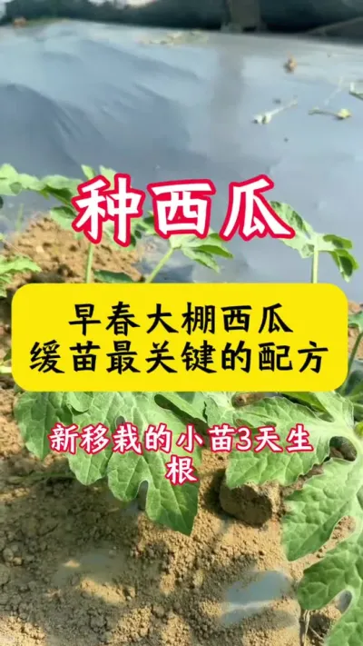 #������#����ݪֲ#��������#����ݪֲ����#���Ϲ���