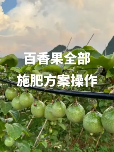 ���������ʩ�ʼƻ�����#�ְ���� #�����ݪֲ���� #ʩ�� #�÷�֪ʶ #ʩ������