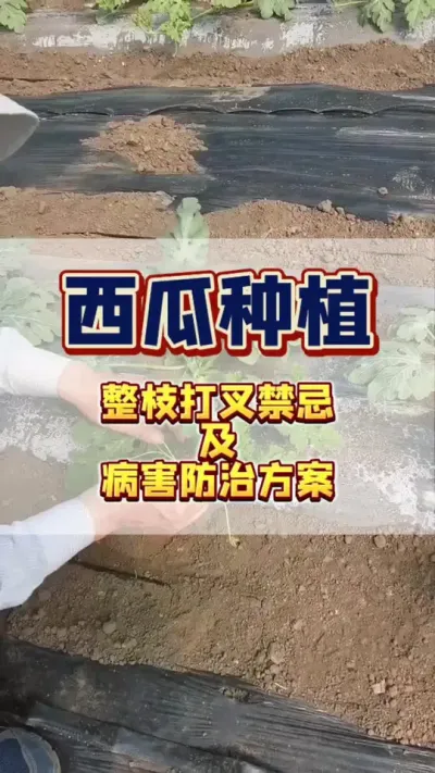 #西瓜种植 #西瓜管理 #病虫害防治 给西瓜整枝打叉可是一门技术活