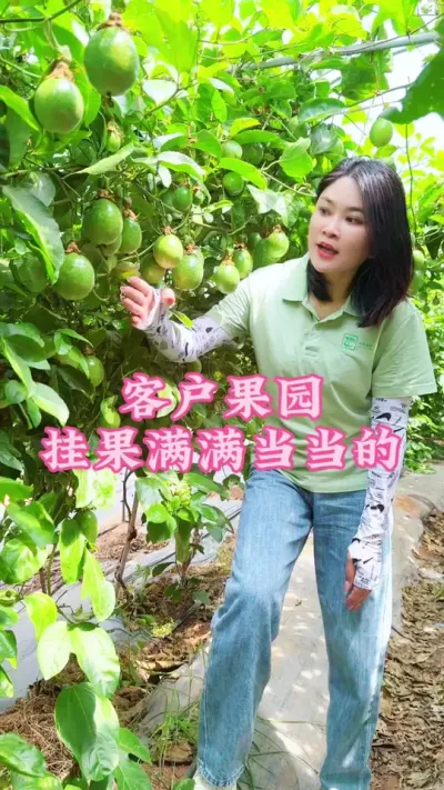客户基地的果园用了施康禾一号水肥方案，挂果满满当当的！#乡村守护人 #三农 #我的乡村生活 #百香果#服务三农支持三农 @抖音小助手 @DOU+小助手