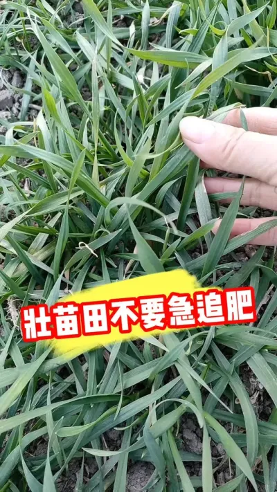 ����С��Ҫ��׷�� #С�� #С��ݪֲ #С��׷�� #С����� #ũ�ʷ���