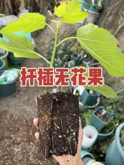 Ǥ���޻���С����ʲôʱ�任����Ҫ����������#�޻���Ǥ��#�޻�������#�����޻���