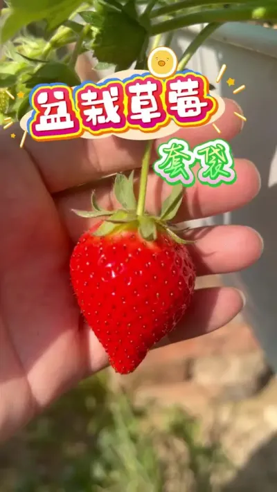 �����������ĵ�һ����ݮ?�����ӵı��������վ�Ҫ��һ�µ�Ŷ#���Բ�ݮ#¥����԰ #��ͥݪֲ #�ֲ�ݮ