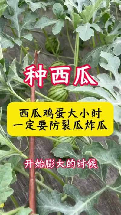 #西瓜种植#西瓜种植技术#西瓜裂瓜 #西瓜#西瓜管理