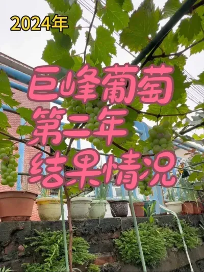 巨峰葡萄去年一共结了5串葡萄，今年结果情况怎么样？