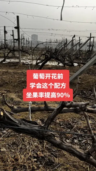 �����Ż�ǰ��ѧ������䷽�����������90%����#�����Ż�#����ݪֲ#���Ѹ߲�