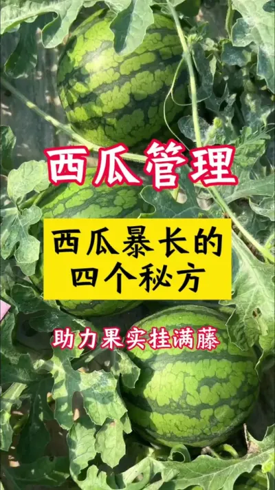 #����ݪֲ#������#���Ϲ���#����ݪֲ����#����