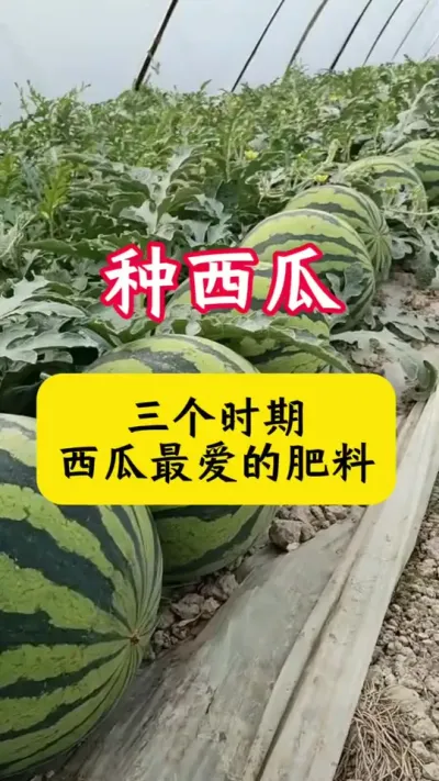 #西瓜种植#西瓜种植技术#西瓜管理#种西瓜#西瓜