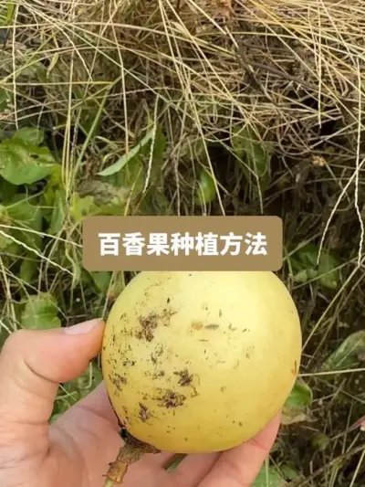 历时半年，从种植到收获，百香果的种植方法全过程 #种植小技巧 #新农人计划2026 #记录我的种植生活