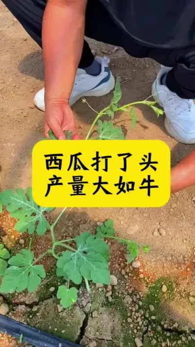 #������#����ݪֲ#����ݪֲ���� #���Ϲ���