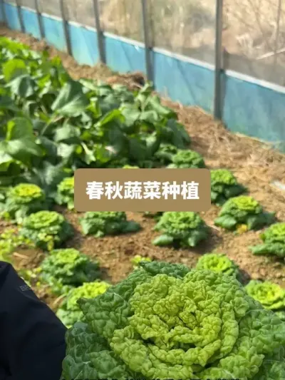 ��ʱ�ĸ����������ӵ��ջ��������߲�ݪֲҪ��ȫ���� #��¼�ҵ�ݪֲ���� #��ũ������2026 #�߲�ݪֲ