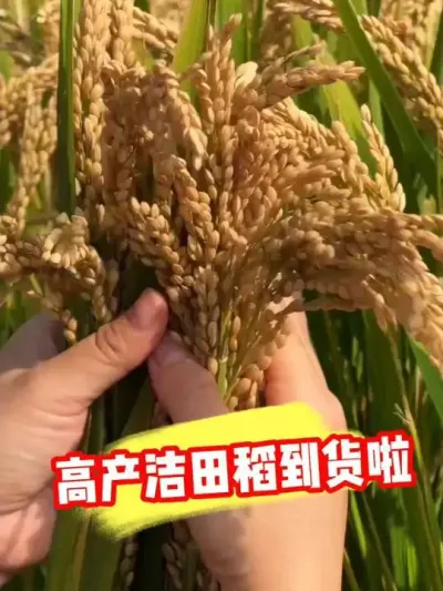 ���˸߲���ƾ�210�ֻ��ѵ�ץ���� #��ƾ�210 #ˮ�� #ˮ��ݪֲ #�߲�ˮ��Ʒ�� #ũ�ʷ���