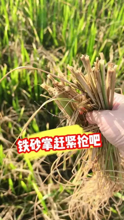 ��ɰ��ˮ���￹���Ӳݿ��� #��ɰ�Ƴ��ݼ� #ˮ��ݪֲ #ˮ������ #ˮ������ #ũҵݪֲ