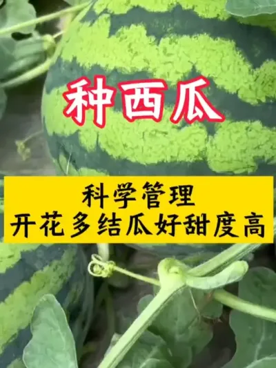 #����ݪֲ #����ݪֲ���� #���ϵ׷� #������ #����