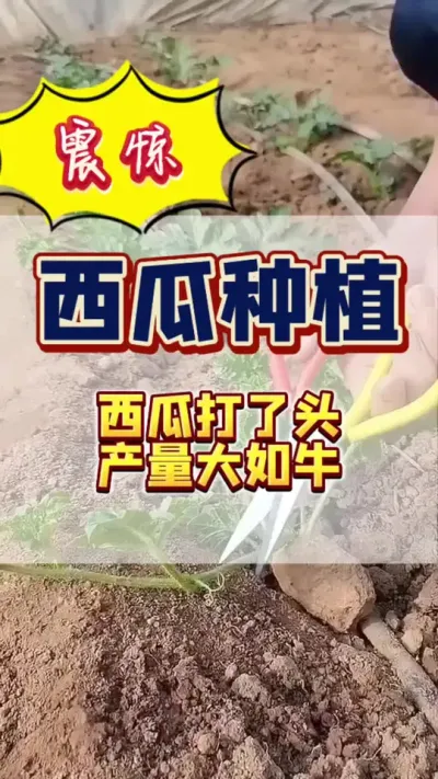 #西瓜 #西瓜种植 #西瓜管理 #整枝抹杈 西瓜打了头产量大如牛。#病虫害防治