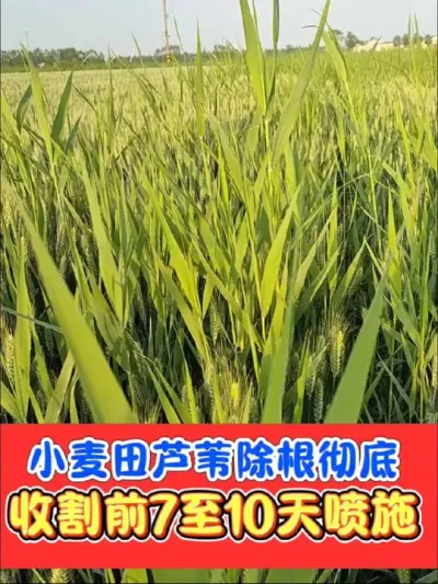 烂根型灭生除草剂好农手组合 不伤土壤，不影响下茬的除草剂，除草干净烂根彻底#除草剂 #除草 #除芦苇 #农资肥料 #农资店
