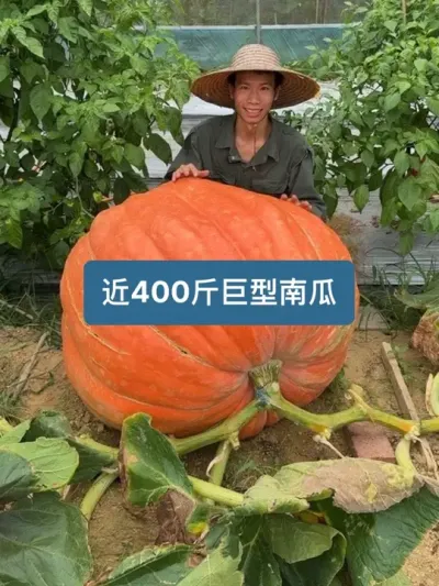 �����ӵ��ջ�����400��ľ����Ϲϵ�ݪֲȫ���� #�����Ϲ� #ݪֲС���� #������ũ�� #�����������ս�