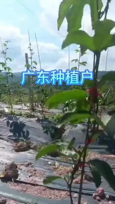 广东种植户，200亩全程使用耕元素方案，现在主蔓全都是连贯花芽花苞，下一步很重要，撕掉防草膜！#百香果种植 #百香果种植技术 #黄金百香果钦蜜九号