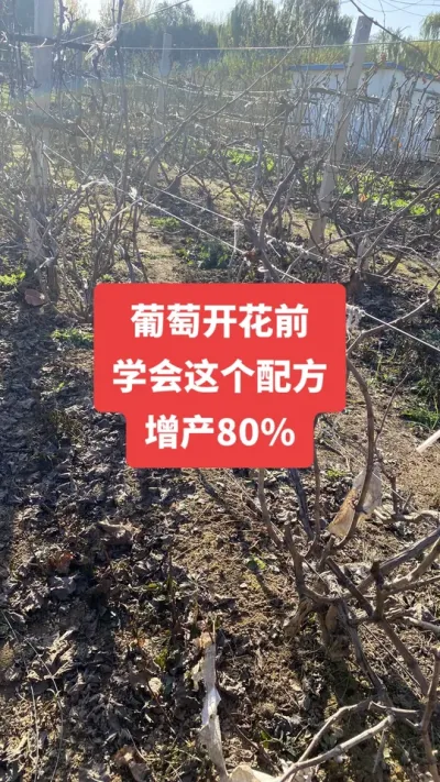 �����Ż�ǰ��ѧ������䷽������80%����#�����Ż�#����ݪֲ#��������#��ũ��