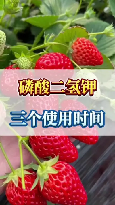 磷酸二氢钾，三个最佳使用时期#种草莓 #草莓 #种植小技巧