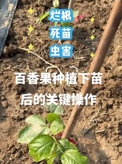 �����ݪֲ������Ҫ������#ݪֲ�����#�����ݪֲ���� #�ְ���� #ũҵݪֲ #����