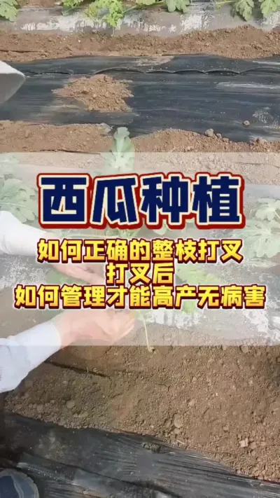 这西瓜的掐头打岔呢是门技术活，这西瓜呀是主办节瓜，西瓜的一生要经过不断的掐头打岔呀，才能够有摘不完的西瓜，如果说您到现在还不知道怎么去掐头打岔，那您种西瓜那就是王小二过年呀，一年不如一年。那今天呀可以