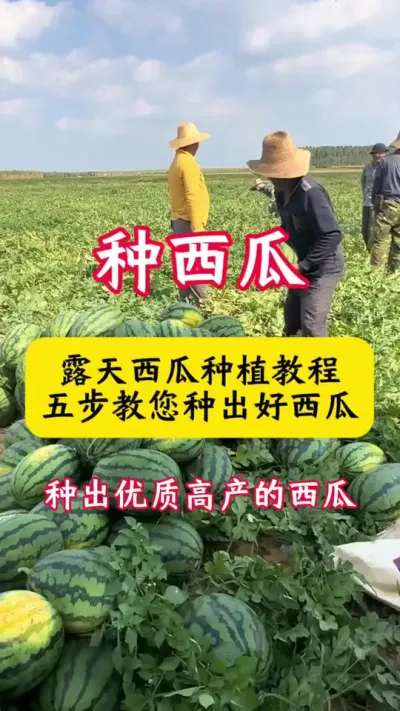 #������ #����ݪֲ#����ݪֲ����#���Ϲ���#����