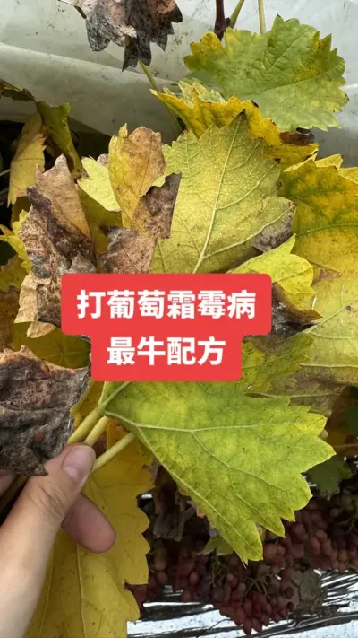 ������˪ù����ţ�䷽#����˪ù��#����ݪֲ#���Ѳ���