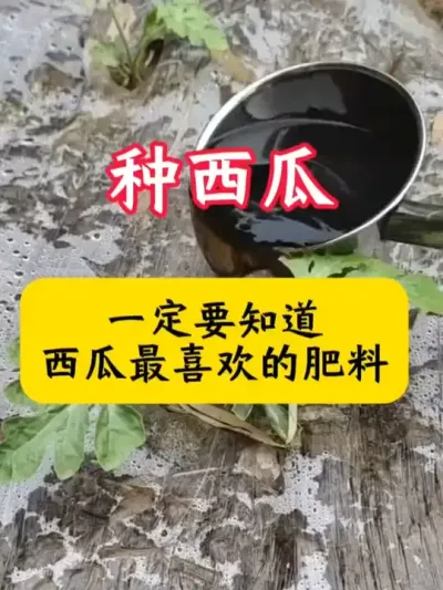 #������  #����ݪֲ  #����ݪֲ����  #���Ϲ���