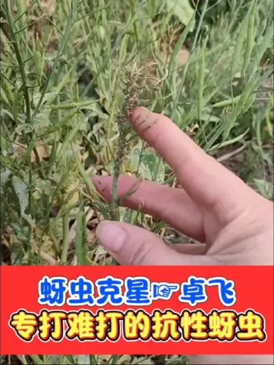 难打蚜虫就用卓飞 《卓飞》蚜虫克星，2袋一桶水，再难打的蚜虫轻松搞定#蚜虫防治 #蚜虫 #蚜虫防治特效配方 #农资肥料 #农业种植
