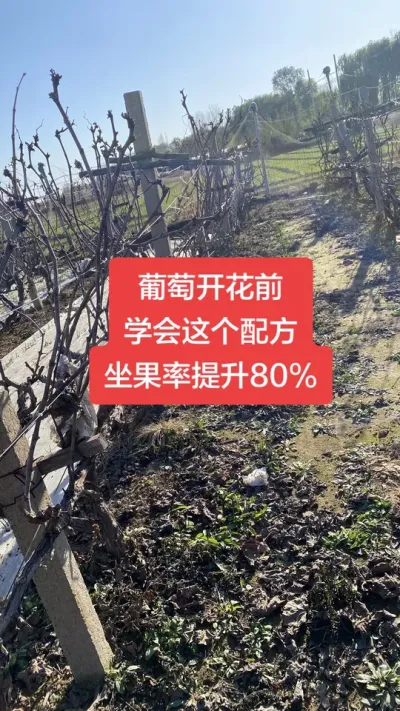 �����Ż�ǰ��ֻҪѧ������䷽������80%����#�����Ż�#����ݪֲ#���Ѹ߲�