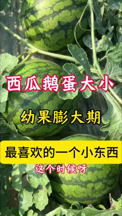 #种西瓜#西瓜种植#西瓜种植技术#西瓜管理#西瓜高产