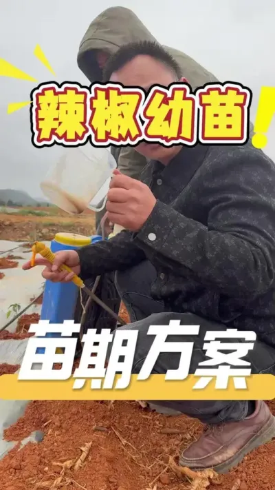 辣椒种植初期如何管理防治？推荐360方案解决#辣椒#三农#农资#农业技术推广#农业法哥