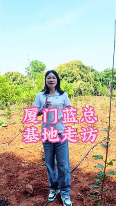 厦门蓝总基地走访给他开催花的方案！#乡村守护人 #百香果  #抖音新农人 #三农种植 #三农 @抖音小助手 @DOU+小助手