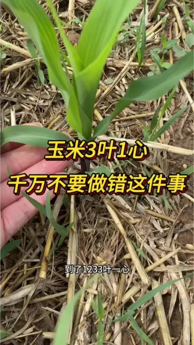 ����3Ҷ1����������������#����ݪֲ#���׸߲�����#���׸߲�#������ũ֧����ũ