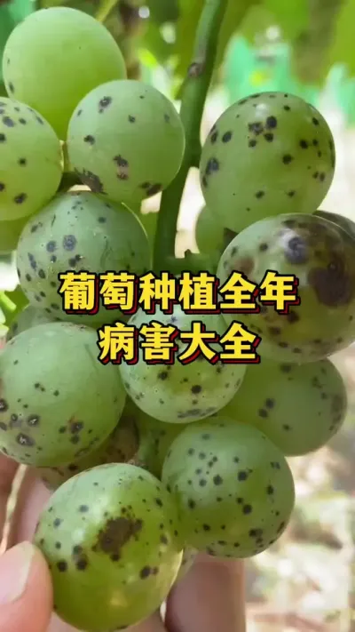 ����ݪֲ������������ȫ#ݪֲС���� #����ݪֲ #����ˮ��