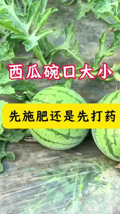 #种西瓜#西瓜种植#西瓜种植技术#西瓜管理#西瓜管理技术